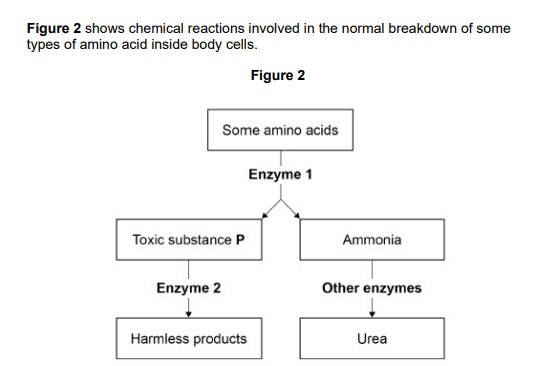 <p>A person with MSUD cannot make enzyme 2</p><p>Explain why the blood of a person with MSUD will have a high concentration of toxic substance P (3)</p>