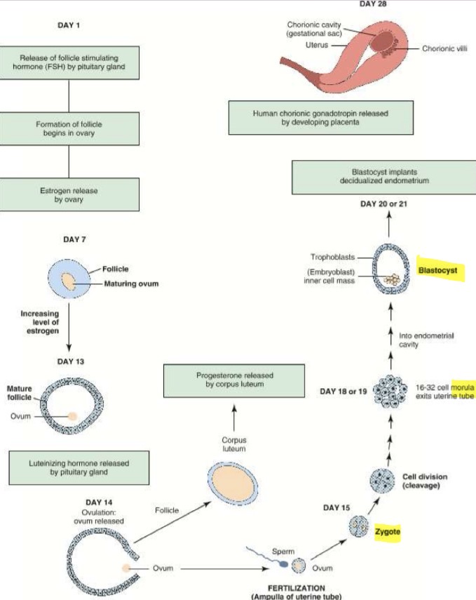 <p>First 2 weeks: ovarian follicle matures; </p><p><u>Ovulation</u>: occurs around day 14 but depends on FSH to promote follicular maturity and rise in LH to cause ovulation</p><p><u>Fertilization</u>: occurs at ampulla of fallopian tube; complete when egg and sperm fuse to form zygote</p><p><u>Zygote divides into cluster of cells, a morul</u>a: morula exits tube and enters endometrial cavity; endometrial fluid penetrates morula, creating blastocyst</p><p><u>Blastocyte has inner cell mass, embryoblast</u>: embryoblast develops into embryo and outer shell (trophoblast) forms placenta; by day 28, blastocyst is fully embedded into endometrium</p>