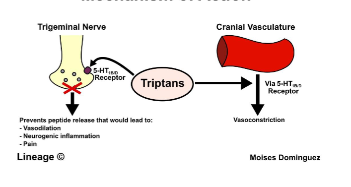 <p>Sumatriptan</p><p>first line migraine therapy</p><p>selective 5HT 1b/d agonist → vasoconstriction + inhibition of trigeminal nerve = less pain</p><p>no ergotamine like side effects</p>