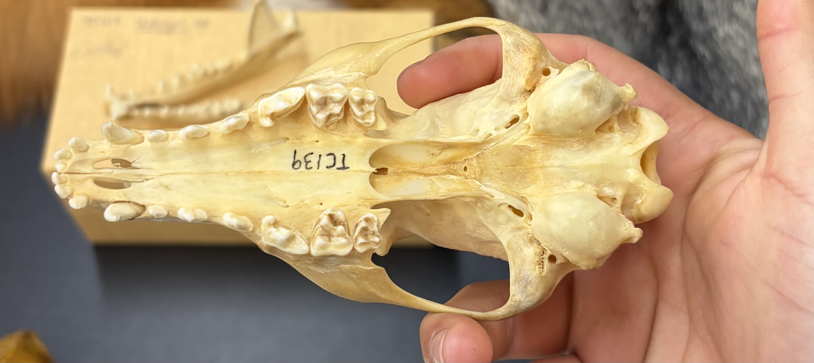 <ul><li><p>Carnivora</p><ul><li><p>Caniformia</p><ul><li><p>Canidae</p><ul><li><p>Worldwide except Antarctica</p></li><li><p>Carnivore and Omnivore</p></li></ul></li></ul></li></ul></li></ul><p></p>