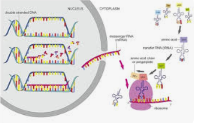 <p>helicase separtes dna, bases join up in the middle with a copy of dna with polymerase. now there is a copy of dna. the message molecule leaves the nucleus. the dna then joins back together.</p>