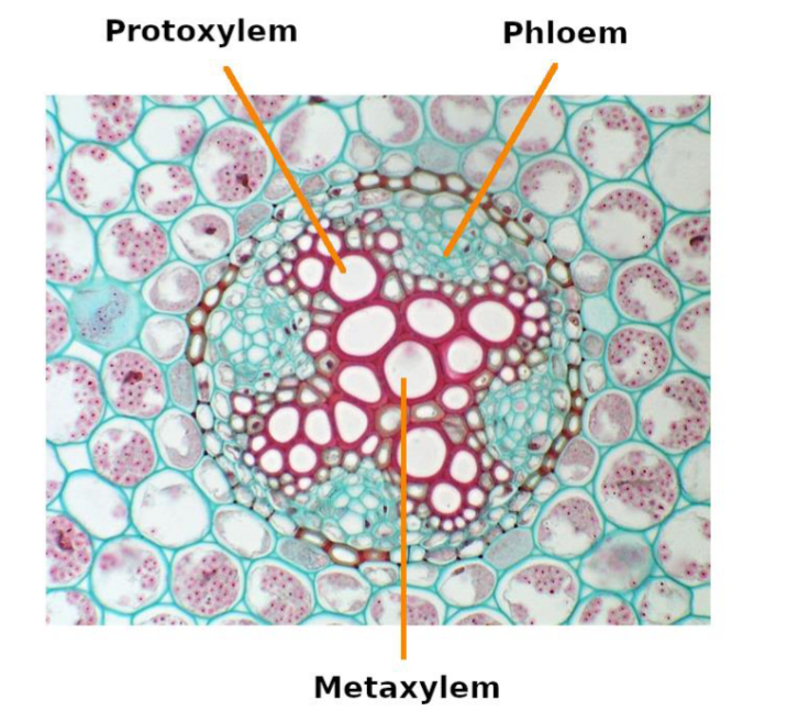 <p>Mature after cell elongation is completed. Form thick secondary walls for water and mineral transport. </p><ul><li><p>Crush protoxylem cells as they grow</p></li></ul><p></p>
