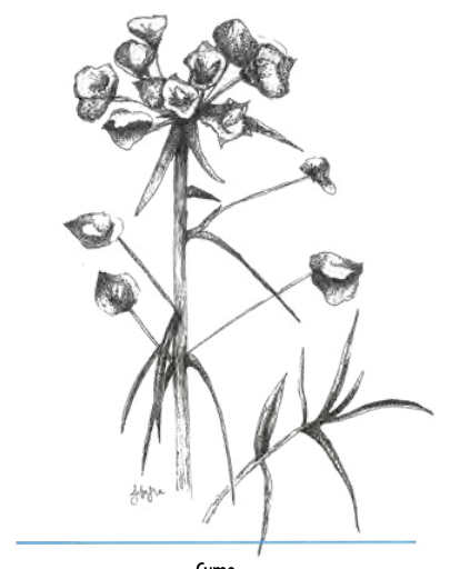 <ul><li><p>inflorescence in which flower stalks emerge from a single point</p></li><li><p>Pedicels of a single flower alternate with peduncles of several flowers</p></li><li><p>Terminal flowers bloom first</p></li></ul><p></p>