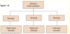 <p>- Variability is considered to be the consequence of errors in motor performance, with the assumption that as performance improves during skill acquisition, error—and consequently variability—decrease</p><p>- Action rather than reactions - movement can occur in the absence of sensory stimuli/input</p><p> - Can exist with either sensory or CNS stimulus </p><p>- Existence of central pattern generators (CPGs)</p><p>- Moved away from views of the CNS as a mostly reactive system and have begun to explore the physiology of actions rather than the physiology of reactions</p><p>- Variability is considered to be the consequence of errors in motor performance, with the assumption that as performance improves during skill acquisition, error—and consequently variability—decrease.</p><p>*An interesting way of viewing reflexes is to consider that one can remove the stimulus, or the afferent input, and still have a patterned motor response. If we remove the motor response from its stimulus, we are left with the concept of a central motor pattern.</p><p>This concept of a central motor pattern is much more flexible than the concept of a reflex because it can either be activated by sensory stimuli or by central processes</p><p>- This theory has considerable experimental support. Experiments that studied this theory in grasshopper or locust and showed that the timing of the animal's wing beat in flight depended on a rhythmic pattern generator. Even when the sensory input, while not essential in driving movement, has an important function in modulating action.</p><p>- These conclusions were further supported by work examining locomotion in cats - the results of these experiments showed that in the cat, spinal neural networks could produce a locomotor rhythm with neither sensory inputs nor descending patterns from the brain</p><p>- By changing the intensity of stimulation to the spinal cord, the animal could be made to walk, trot, or gallop. This then demonstrates that reflexes do not drive action, but that central pattern generators (spinally mediated motor programs) by themselves can generate such complex movements as the walk, trot, and gallop.</p><p>- Further experiments showed the important modulatory effects of incoming sensory inputs on the central pattern generator - these experiments led to the development of this theory. This term has been used in a number of ways by different researchers, so care should be taken in determining how the term is being used. The term motor program may be used to identify a central pattern generator (CPG), that is, a specific neural circuit like that for generating walking in the cat. In this case, the term represents neural connections that are stereotyped and hardwired.</p><p>- It has been hypothesized that the rules for writing a given word are stored as an abstract motor program at higher levels within the CNS. As a result, neural commands from these higher centers used to write your name could be sent to various parts of the body. Yet, elements of the written signature remain constant regardless of the part of the body used to carry out the task</p><p>- Can have motor output without sensory input </p><p>*Limitations: does not take into account that the nervous system must deal with both musculoskeletal and environmental variables in achieving movement control. Our daily activities require constant adjustments and refinements - musculoskeletal and environmental variables need to be considered. Also, injury to the CNS results in complex adjustments in Motor control.</p><p>-does not take into account sensory input (which we know is definitely a big factor)</p><p>-a central motor program cannot be considered to be the sole determinant of action.</p><p>*Clinical Implications: has allowed clinicians to move beyond a reflex explanation for disordered motor control. "Motor Memory" Explanations for abnormal movement have been expanded to include problems resulting from abnormalities in central pattern generators or in higher level motor programs. In patients whose higher levels of motor programming are affected, motor program theory suggests the importance of helping patients relearn the correct rules for action. In addition, intervention should focus on retraining movements important to a functional task, not just on reeducating specific muscles in isolation.</p>