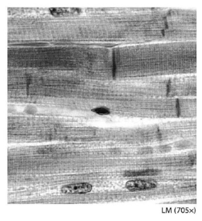 <p>name this tissue</p>
