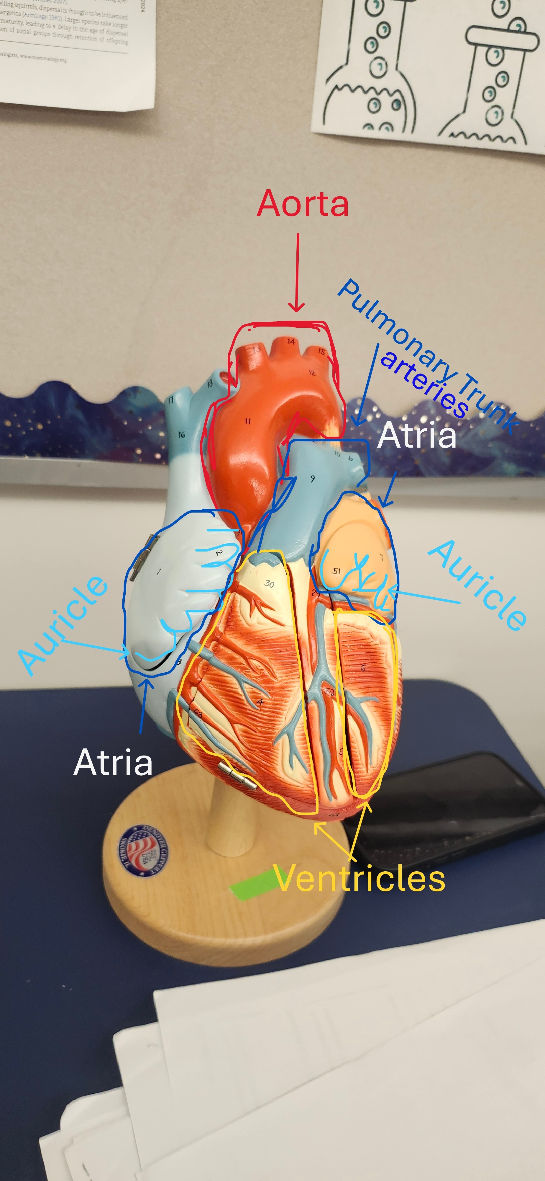 <p>aorta, auricles, pulmonary trunk arteries, ventricles, atria</p>