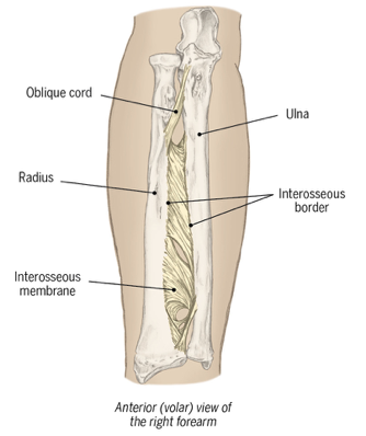 <ul><li><p>protection of humeroradial joint from ode compression </p></li><li><p>transmits force across to ulna</p></li></ul><p></p>