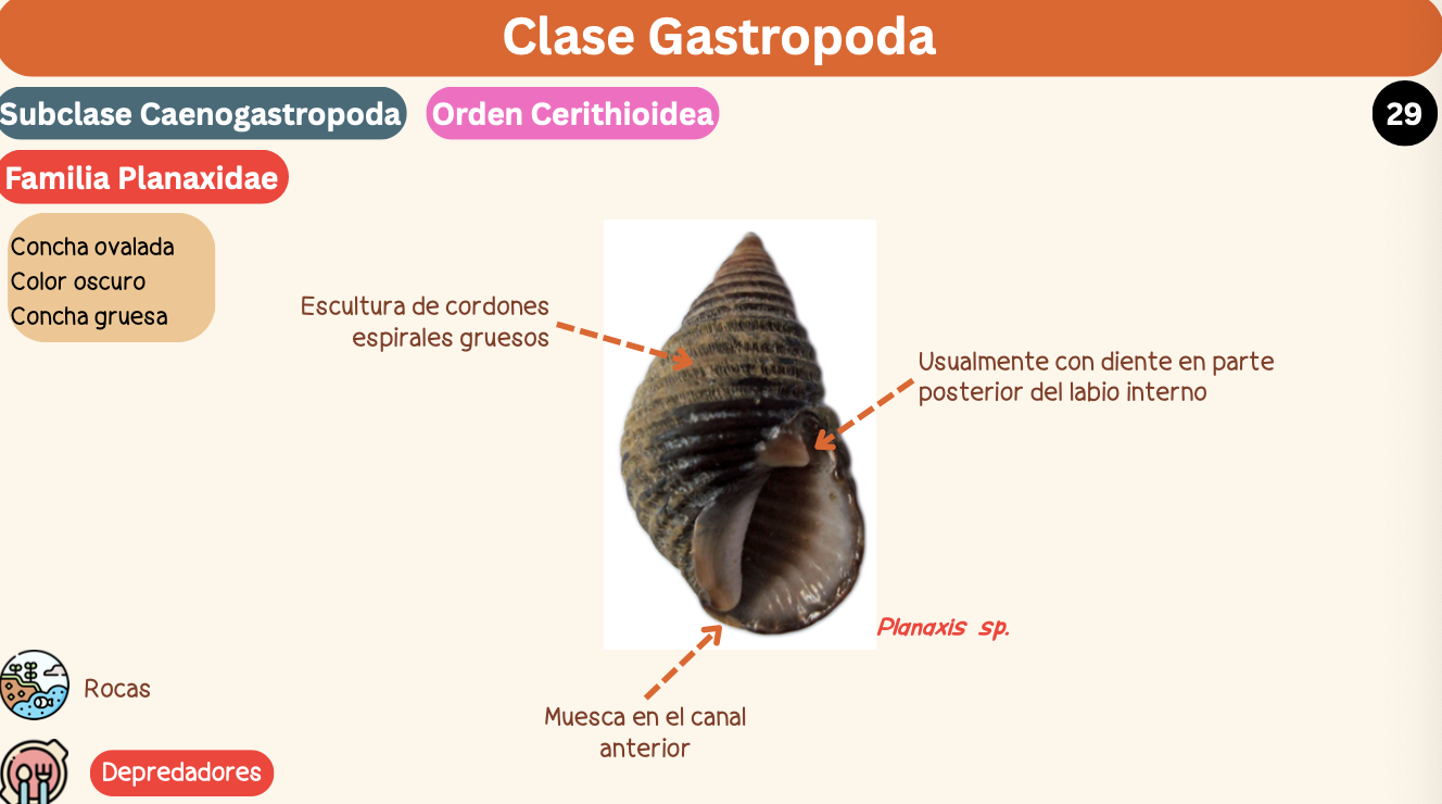 <p><strong>FILO </strong>Mollusca<strong><br>CLASE </strong>Gastropoda<br><strong>SUBCLASE </strong>Caenogastropoda<br><strong>ORDEN </strong>Cerithioidea<br><strong>FAMILIA </strong>Planaxidae<br><strong>GÉNERO </strong><em><u>Planaxis sp</u></em><strong><br>CARACTERÍSTICAS </strong>Concha ovalada, color oscuro, concha gruesa<br><strong>RÁDULA </strong>Tenioglossa<strong><br>ALIMENTACIÓN </strong>Depredadores<strong><br>HÁBITAT </strong>Rocas</p>