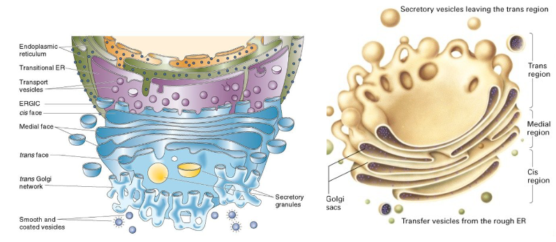 <ul><li><p>collection of flattened, membrane-enclosed stacks called<mark data-color="yellow" style="background-color: yellow; color: inherit;"> cisternae</mark></p></li><li><p>each Golgi stack has a <em>cis</em> face (protein entry) and a <em>trans</em> face (protein exit)</p><ul><li><p>proteins moving to and from the golgi are carried in vesicles</p></li><li><p>vesicles carried on cytoskeleton filaments (mostly microtubules)</p></li></ul></li></ul><p></p>