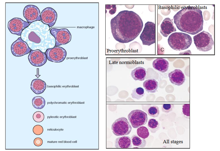 <p>Erythropoiesis Stages of Development DIAGRAM</p>