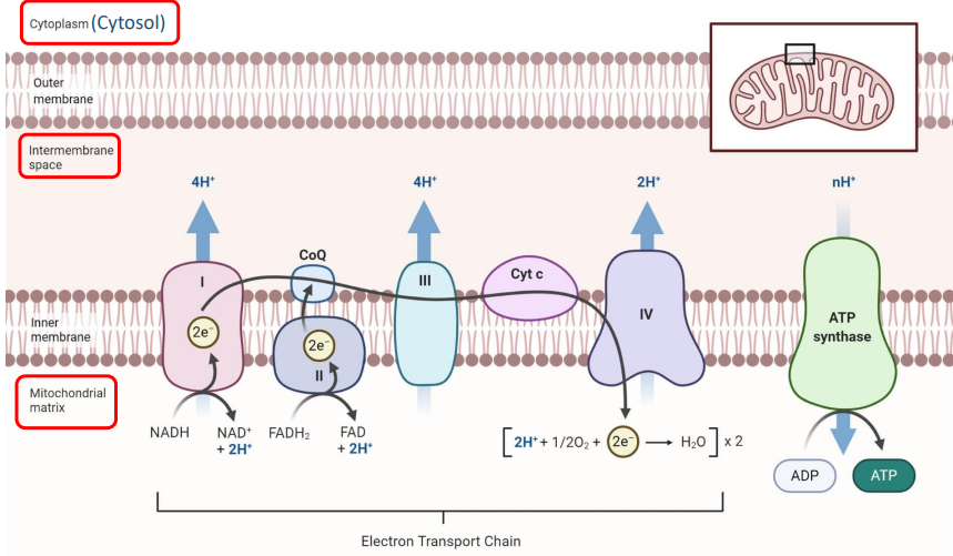 <p>Analogy: Baton Pass Race</p><ul><li><p>Electrons from NADH and FADH<sub>2</sub> are passed down the chain along electron carrier proteins, 2 at a time</p><ul><li><p>Analogy: electron carrier protein passes electrons to next protein; Runner passes baton to the next runner</p></li></ul></li><li><p>NADH and FADH<sub>2</sub> are oxidized, making the next protein complex reduced</p><ul><li><p>Analogy: NADH and FADH<sub>2</sub> lose electrons, protein complex gains electrons; Runner no longer loses baton, next runner (protein) gains baton</p></li></ul></li><li><p>As electrons move down the chain, the energy released allows H<sup>+</sup> ions to move into the intermembrane space</p></li><li><p>O<sub>2</sub> removes electrons from the last electron carrier protein (protein IV) and combines with H<sup>+</sup> to form H<sub>2</sub>O</p><ul><li><p>Analogy: O<sub>2</sub> gains electrons + H<sup>+ </sup>, forming H<sub>2</sub>O; Last runner gains baton and finishes the race, drinking water to hydrate</p></li></ul></li></ul><p></p>