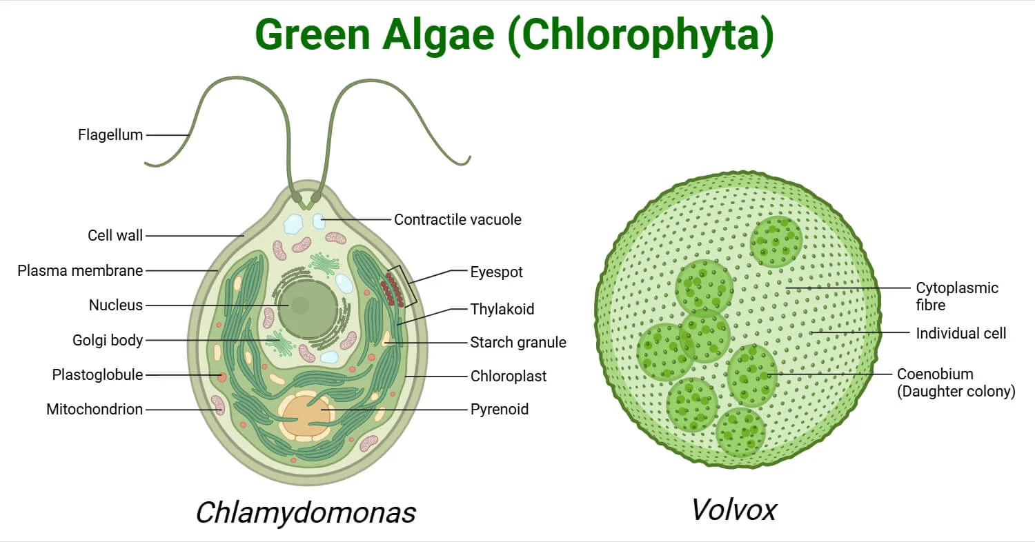 <p><span>Class </span><strong>Chlorophyceae</strong><span> & </span><strong>Ulvophyceae</strong></p><p><span>Unicellular to multicellular; flagellated cells; Volvox shows volvocine line to multicellularity; Ulva is sheet-like thallus.</span></p><p><span>Photosynthetic; pigments: <strong>Chl a, b, carotenoids</strong>; store starch in plastids; cellulose cell walls</span></p>