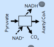 <p>Pyruvate(2 carbons) → Acetyl CoA (2 carbons) and CO2</p><p>NAD+ → NADH </p><p>eukaryotes: mitochondrial matrix </p><p>prokaryotes: cytosol</p>