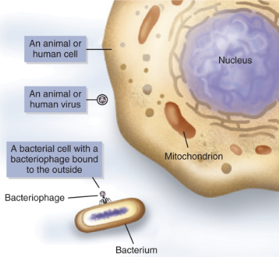 <p>Describe viral size in comparison to a bacterial cell and a eukaryotic cell.</p>