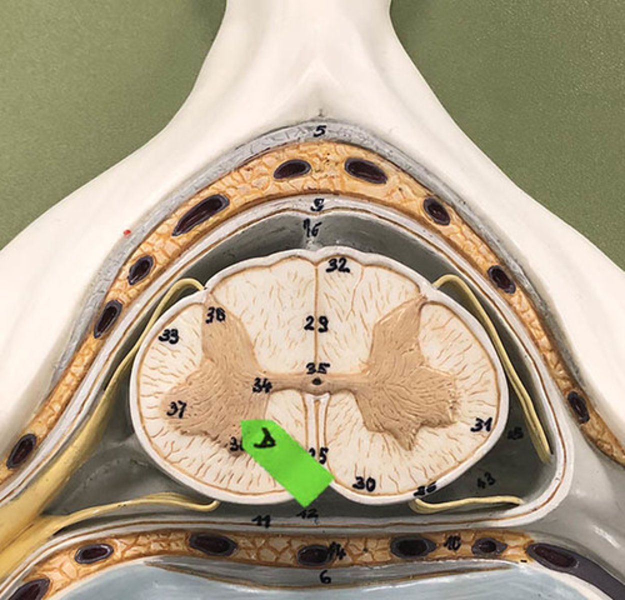 <p>Identify this structure (be specific).</p>