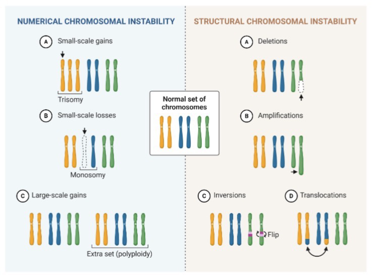<p>Chromosomal instability is common in cancer cells; <strong>Aneuploidy</strong>: Abnormal number of chromosomes</p><p>Various structural instability can also occur such as deletion, amplification, inversion, and translocation</p>