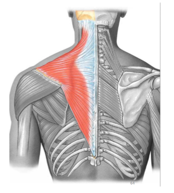 <p>Posterior compartment: muscles of the back exist in how many layers?</p>