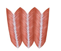 <p><span style="background-color: transparent;">Made of several tendons,&nbsp; physical attachments look like several feathers attached to each other </span></p><p><span style="background-color: transparent;">ex. Deltoid&nbsp;</span></p>