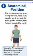 <p>The standard body position used when describing anatomy. The person stands upright, faces forward, keeps the head and eyes forward, feet flat and pointing forward, arms at the sides, and palms facing forward.<br>Example: Anatomical directions are always based on this position.</p>