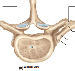 <p>Label the following:</p><ul><li><p>superior articular facet</p></li><li><p>superior costal facet of rib 6</p></li><li><p>transverse costal facet of rib 6</p></li><li><p>tubercle</p></li><li><p>neck</p></li><li><p>head</p></li><li><p>rib 6</p></li></ul><p></p>