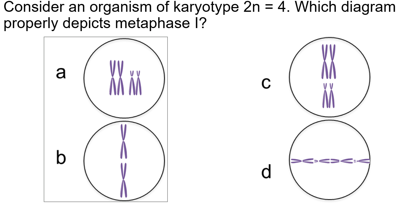 <p>**remver 2n - 92 i</p><p>s actyally 92/2 = 46</p><p></p><p>metaphase - gotta be in midd</p><p>meiosis 1 - still sister (x)</p><p>since 2n = 4 </p><p>4/2 - 2 chromsomes each for a total of 4 chromsomes that are dipolid </p>
