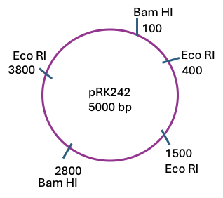 <p><span>In the bacterial transformation lab, you transformed E. coli with the pRK242 plasmid. You were very happy to see colonies the next day on your plate. Now you isolated plasmid DNA from the cultures of your transformed cells and want to make sure the plasmid is correct. You set up a restriction digest with an enzyme </span><strong>BamHI </strong><span>to validate the plasmid. Here is the plasmid map, based on this what sizes of fragments do you expect to see on your gel?</span></p><ul><li><p><span>400bp, 1500bp and a 3800 bp</span></p></li><li><p><span>2700 bp and 2300bp</span></p></li><li><p><span>100bp and 2800bp</span></p></li><li><p><span>2700 bp and 2200bp</span></p></li></ul><p></p>