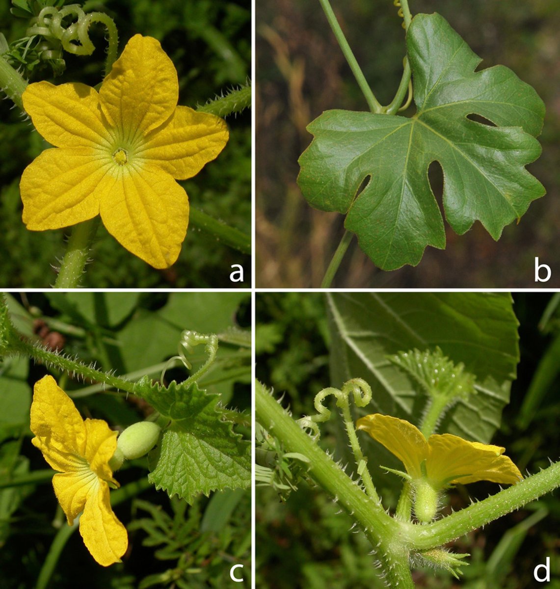 <p>-Vines (often with tendrils)</p><p>-Palmately, 5-lobed leaves</p><p>-Imperfect flowers</p><p>-Female flowers with 3 carpels</p><p>-Pepo fruit</p><p>-1000 species</p><p>-Highest Portion Used for Food</p>