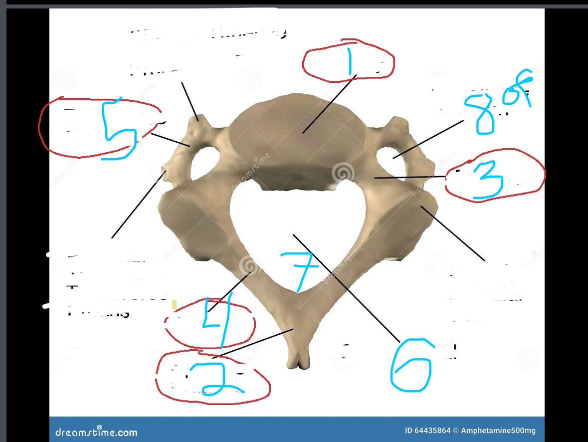 <p>what is 8 and present in which set of vertebra </p>