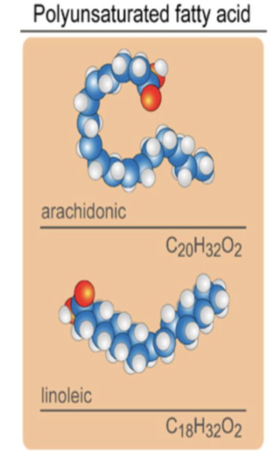 <p>Monounsaturated fats are unsaturated fats with just one double bond.</p><p>Polyunsaturated fats with multiple double bonds.</p>
