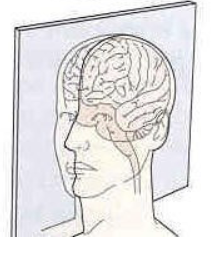 <p>Cut orientation?</p>