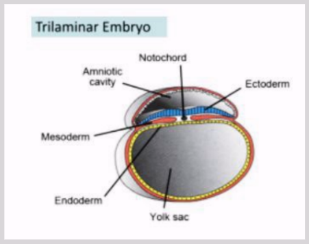 <ul><li><p><span style="background-color: transparent;">Ectoderm - remaining epiblast cells</span></p><ul><li><p><span style="background-color: transparent;">Epidermis, nails, hair, sebaceous glands</span></p></li></ul></li><li><p><span style="background-color: transparent;">Mesoderm - infiltrated epiblast cells</span></p><ul><li><p><span style="background-color: transparent;">Muscles, skeleton, cartilage</span></p></li></ul></li><li><p><span style="background-color: transparent;">Endoderm - remaining hypoblast cells</span></p><ul><li><p><span style="background-color: transparent;">Lines GI tract, aka stomach, colon, liver, bladder</span></p></li></ul></li></ul><p></p>