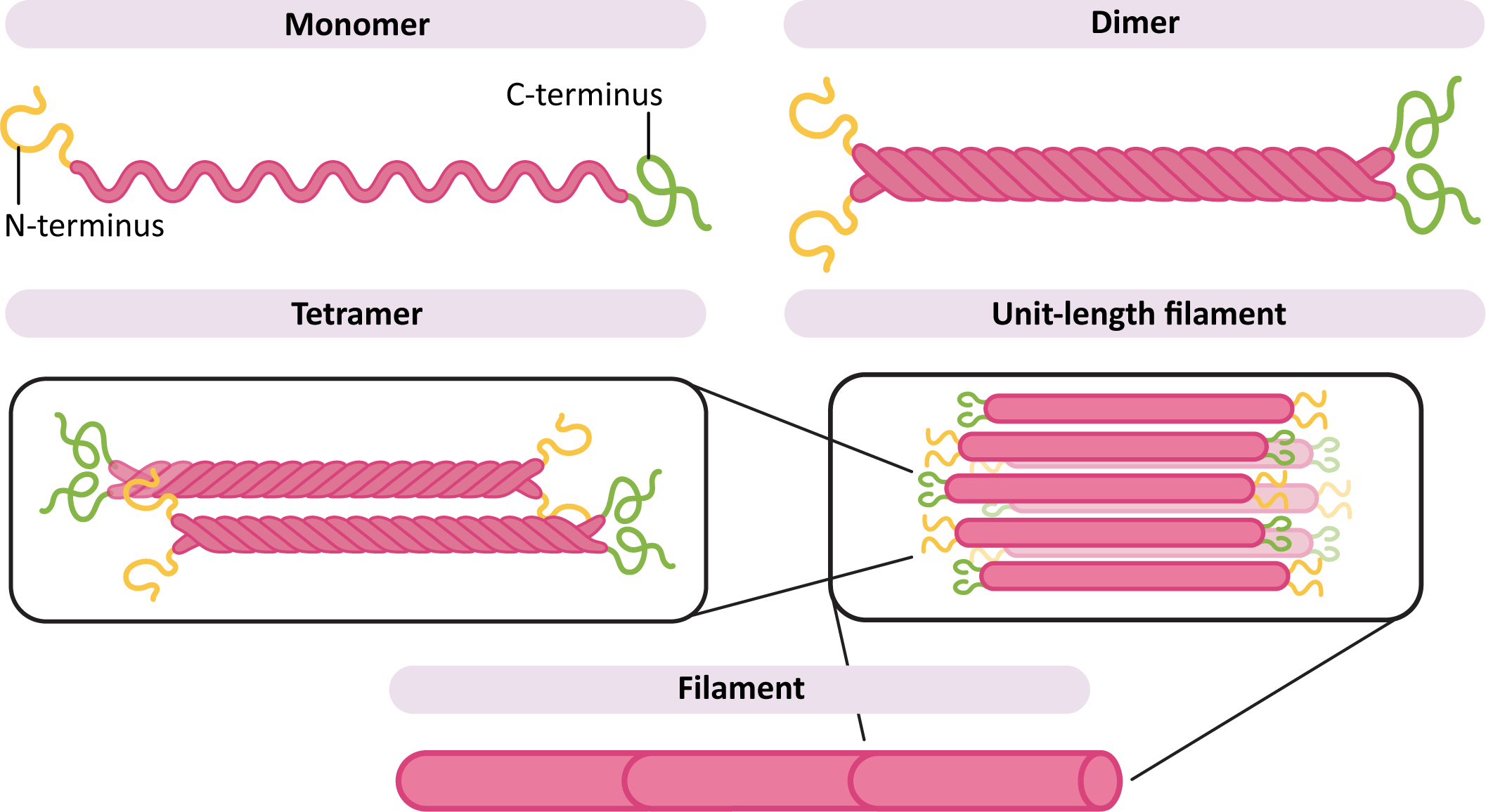 <p>Intermediate filaments have a diameter of about 10 nm and are composed of proteins such as keratin and vimentin. Assembly occurs through monomers → dimers → tetramers → protofibrils → unit length filament → intermediate filaments.</p>