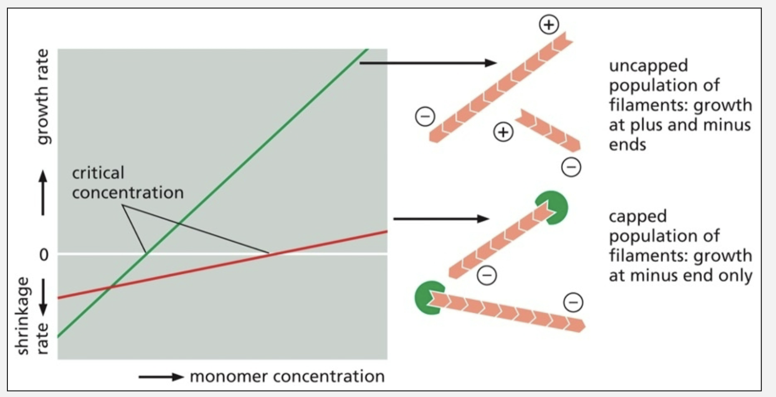 <ul><li><p>If plus ends are all capped, growth rate, shrinkage rate, and critical concentration will be controlled by the minus end</p></li></ul><p></p>
