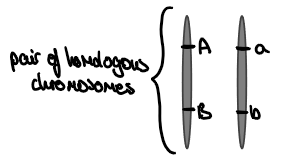 <p>2 genes/ 2 pairs of alleles are on the same pair of homologous chromosomes </p>