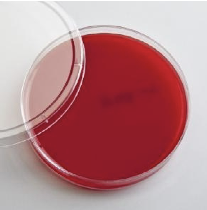 <p>What is the plate’s name, differentiates between, everything about it?</p>