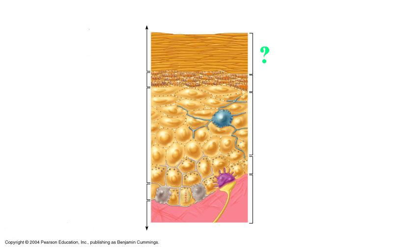 <p>Identify the indicated region of the epidermis</p>