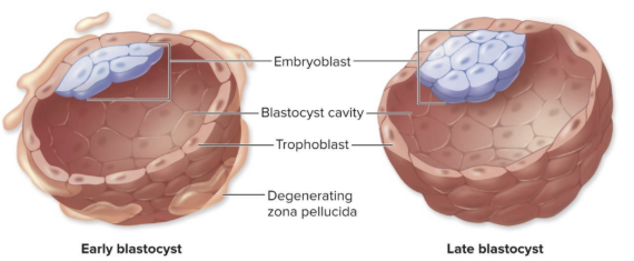 <p>inner cell mass</p>