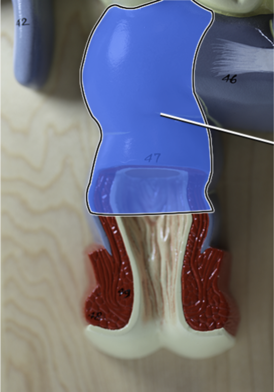 knowt flashcard image