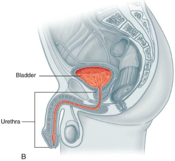 <ul><li><p>Passes through prostate & pen!s</p></li><li><p><strong>Common pathway</strong> for urinary & reproductive systems (only urinary in females)</p></li></ul><p></p>