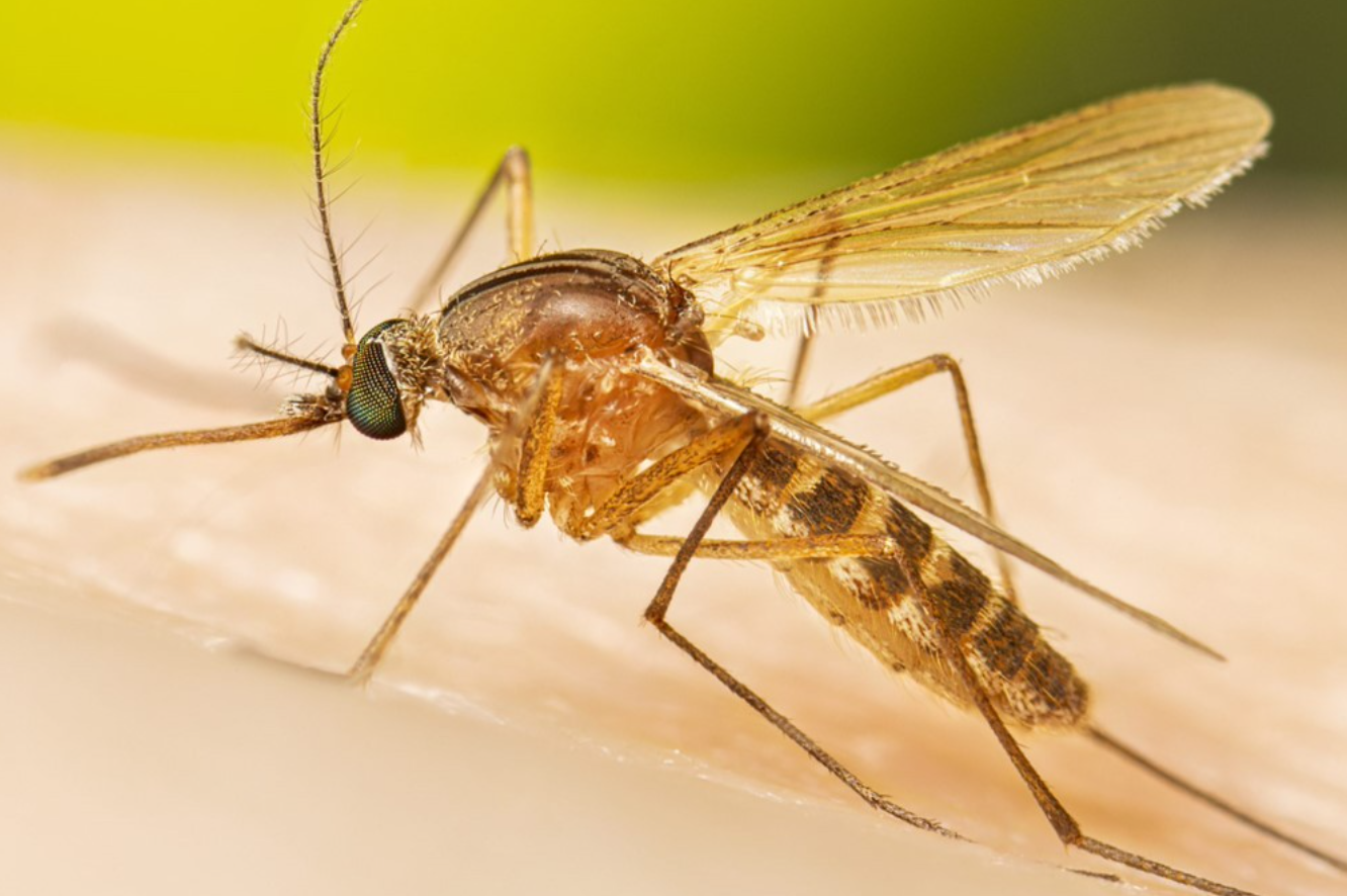 <p>Coloração marrom-acastanhada, sem listras evidentes, asas uniformes e corpo mais robusto que o Aedes</p>