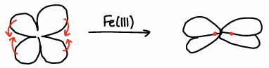 <p>There are dedicated proteins to move Fe from cell to cell (Transferrin).</p><p>Transferrin has a clover leaf shape protein structure, however when Fe(III) binds, the Fe becomes hidden in the middle of the protein.</p>