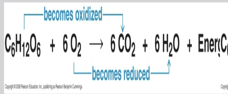 <ul><li><p><strong>Glucose</strong> <strong>oxidized</strong> → CO2 (loss H+ &amp; electrons)</p></li><li><p><strong>Oxygen</strong> <strong>reduced</strong> → H2O (gain H+ &amp; electrons)</p></li></ul><p></p>