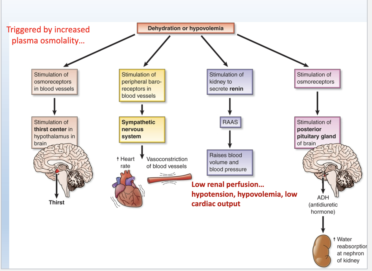 <p>Dehydration / Hypovolemia chart</p>