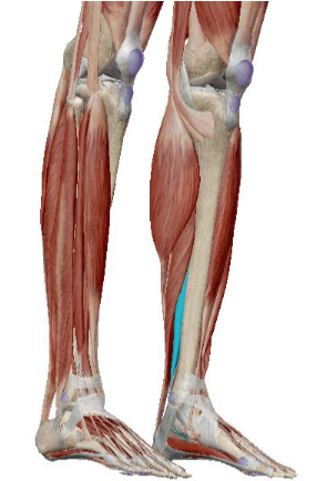 <p>what muscle is this</p>