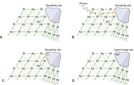 <p>A) a silver bromide crystal in the emulsion of an x-ray film contains mostly silver and bromide ions in a crystal lattice, there are also free interstitial silver ions and areas of trace chemicals that form sensitivity sites</p><p>B) exposure of the crystal to photons in an x-ray beam results in the release of electrons, usually by interaction of the photon with a bromide ion; recoil electrons have sufficient kinetic energy to move about in the crystal, when electrons reach a sensitivity site they impart a negative charge to this region</p><p>C) free interstitial silver ions (with a positive charge) attracted to the negatively charged sensitivity site</p><p>D) when the silver ions reach the sensitivity site, they acquire an electron and become neutral silver atoms; these silver atoms now constitute a latent image site, collection of latent image sites over the entire film constitutes the latent image, developer causes the neutral silver atoms at the latent image sites to initiate the conversion of all the silver ions in the crystal into one large grain of metallic silver, the bromine dissolves in the developer</p><p>-when a beam of photons exits an object and exposes an x-ray film, it chemically changes the photosensitive silver halide crystals in the film emulsion</p><p>-chemically altered silver bromide crystals constitute the latent (invisible) image on the film</p><p>-sites containing neutral silver atoms = latent image sites</p><p>-overall distribution of crystals after exposure constitutes the latent image</p><p>-processing the exposed film in the developer and fixer converts the latent image into the visible radiographic image</p>
