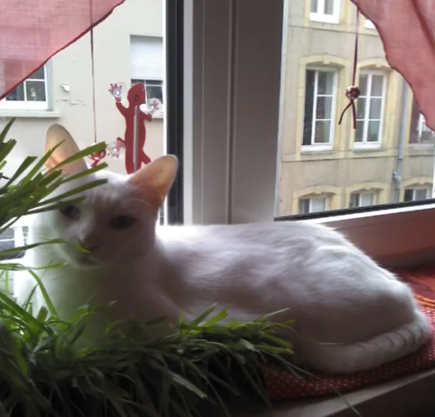 <p>Was macht die Katze?</p>