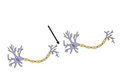 <p>the tiny, fluid-filled gap between the axon terminal of one neuron and the dendrite of another</p>