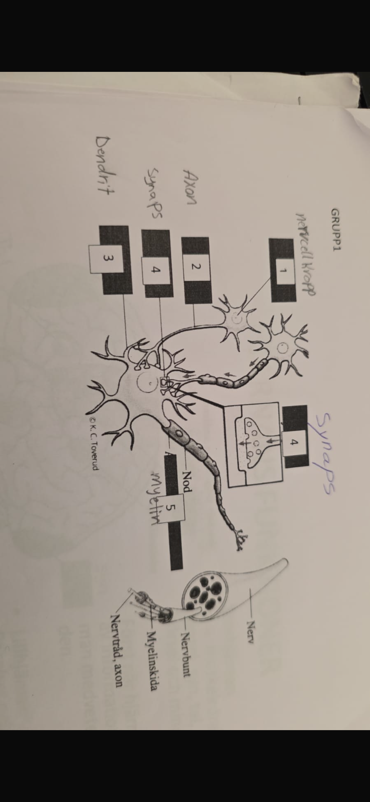 knowt flashcard image