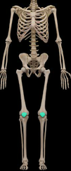 <p>anterior knee</p>