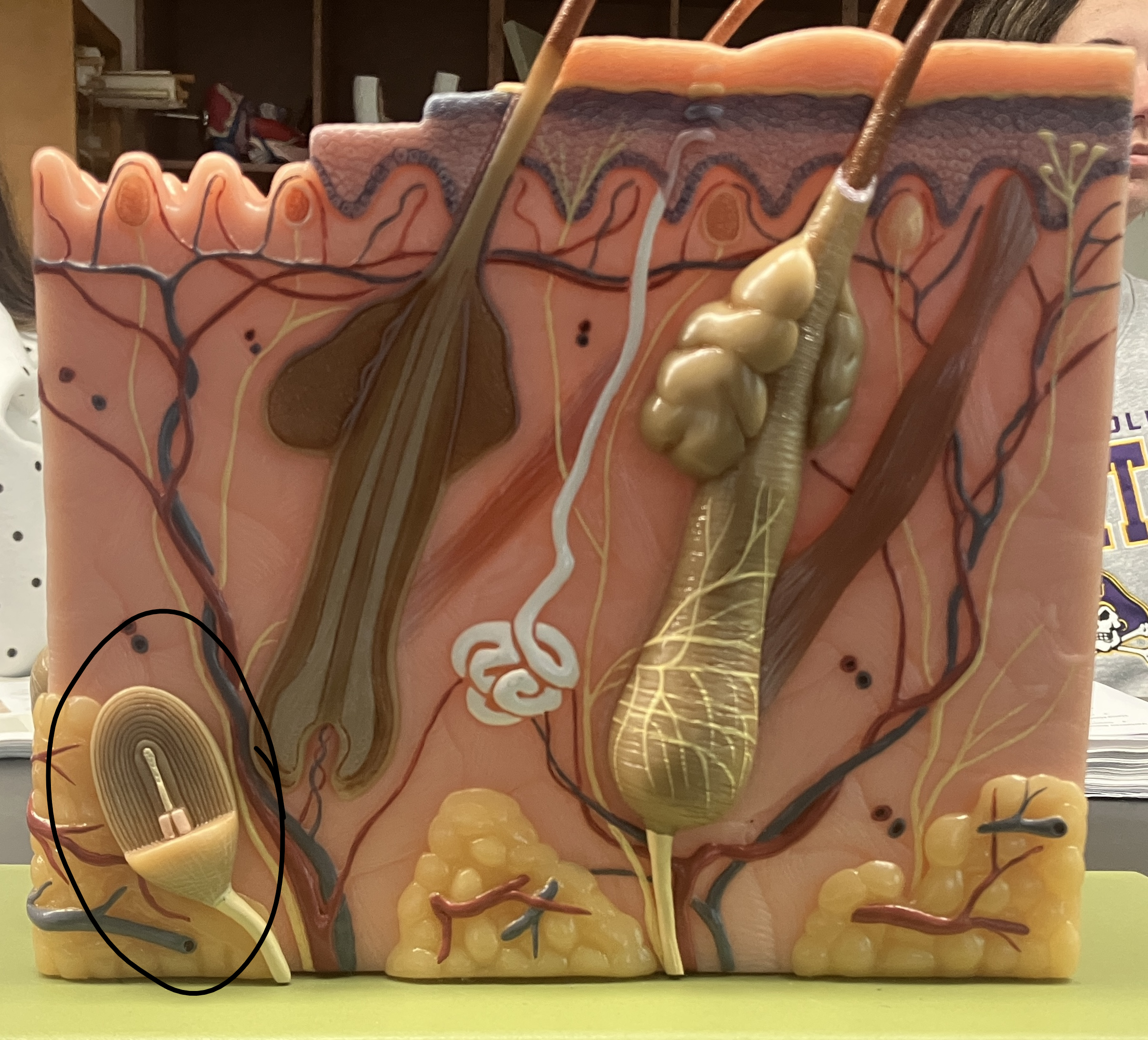 <p>sensory nerve ending in the skin and tissues that acts as a rapidly adapting mechanoreceptor for deep pressure and high-frequency vibration</p>
